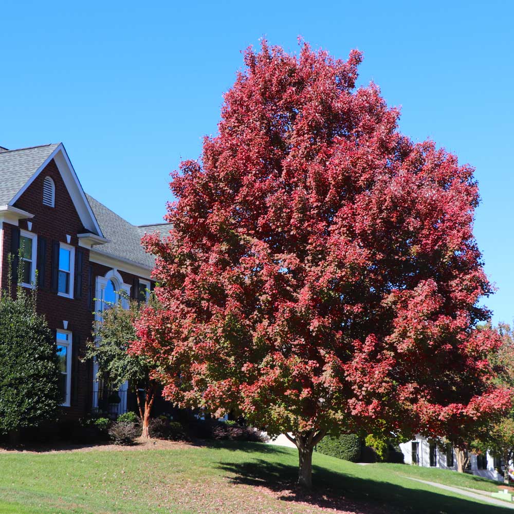October Glory Red Maple Tree - Image 5