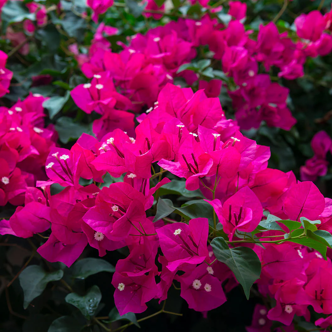Oh My My Bougainvillea - Image 2