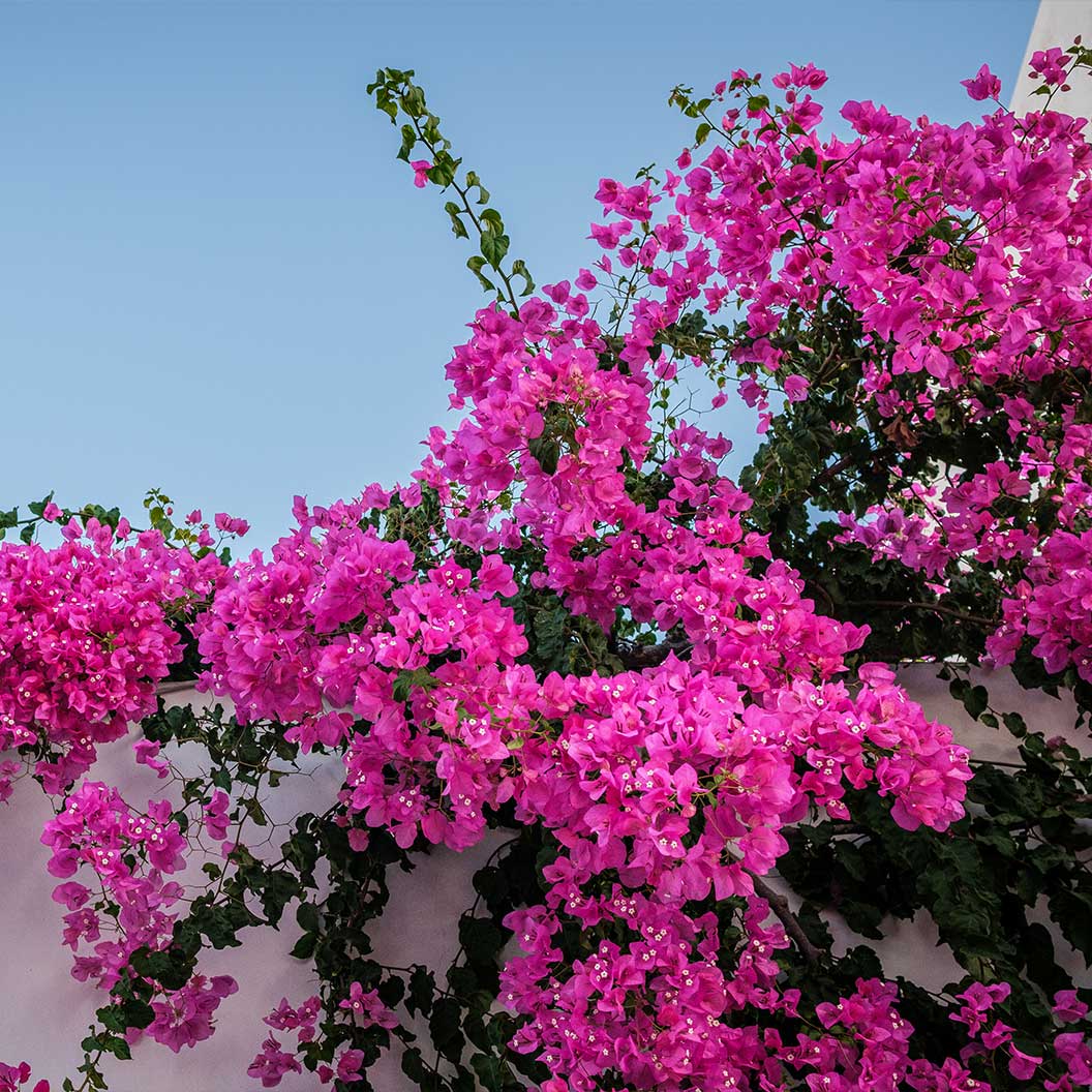 Oh My My Bougainvillea - Image 3