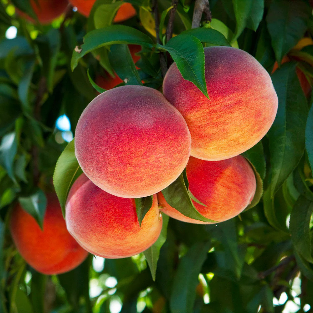 O'Henry Peach Tree California - Image 2