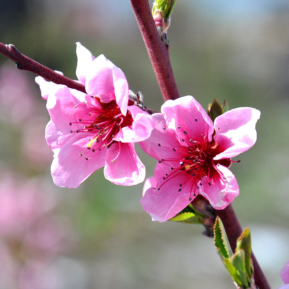 O'Henry Peach Tree California - Image 5