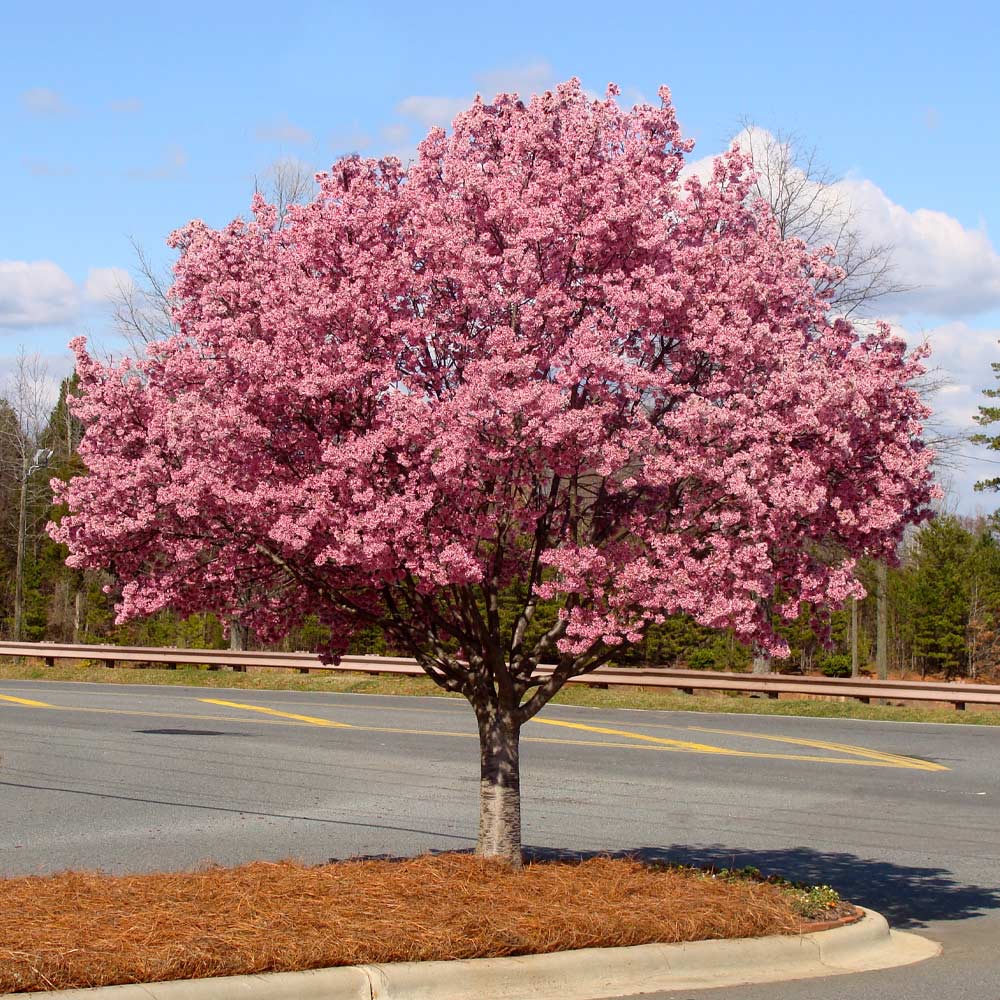 Okame Cherry Tree - Image 3
