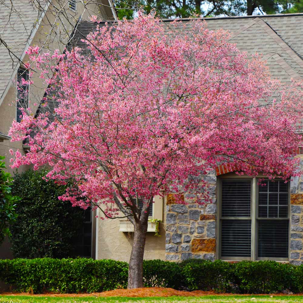 Okame Cherry Tree - Image 4