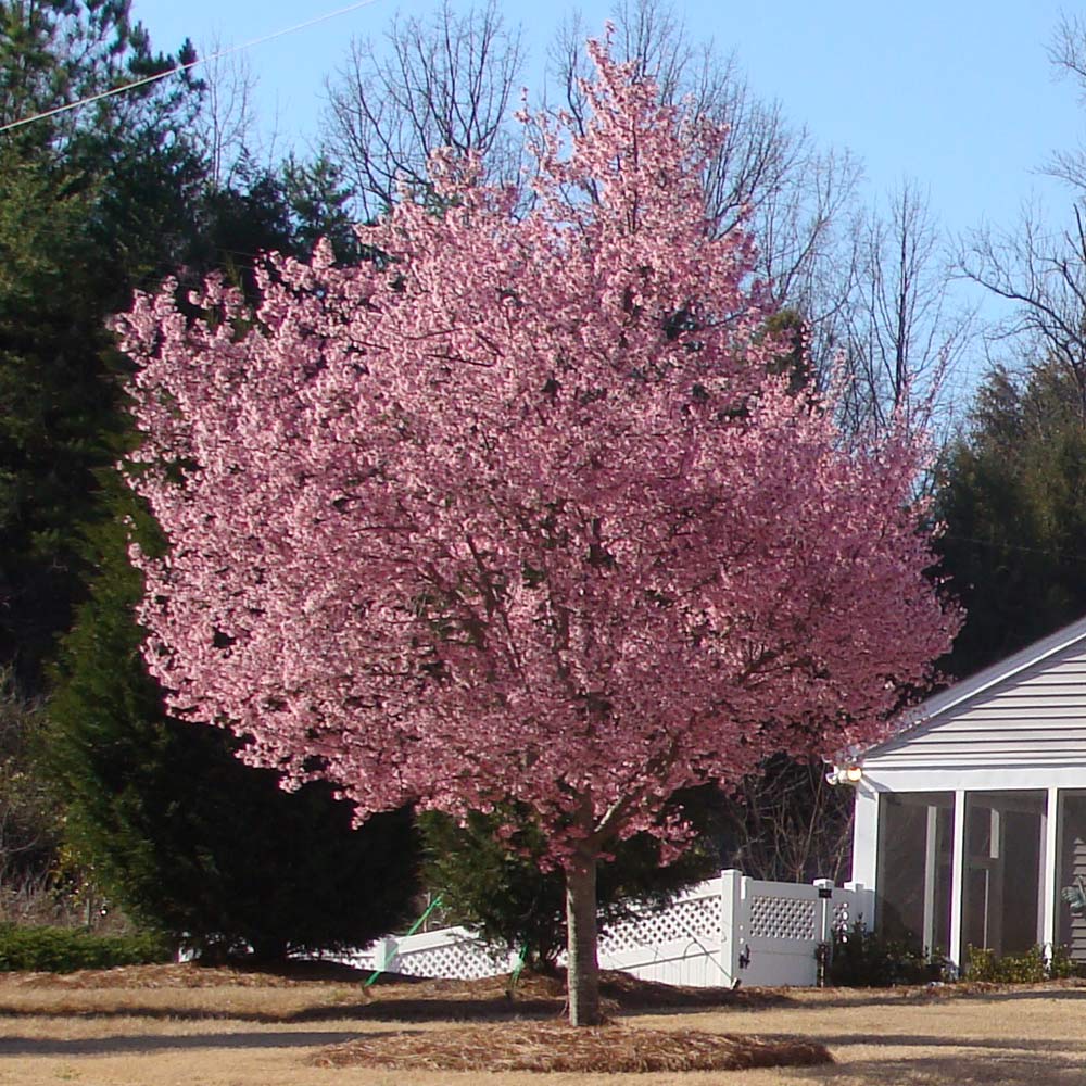 Okame Cherry Tree - Image 7