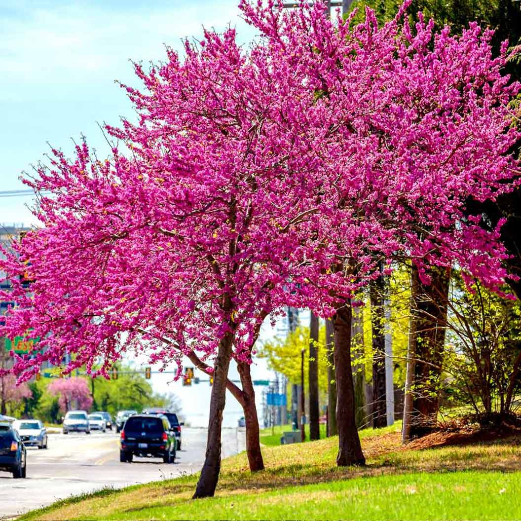 Oklahoma Redbud Tree - Image 3