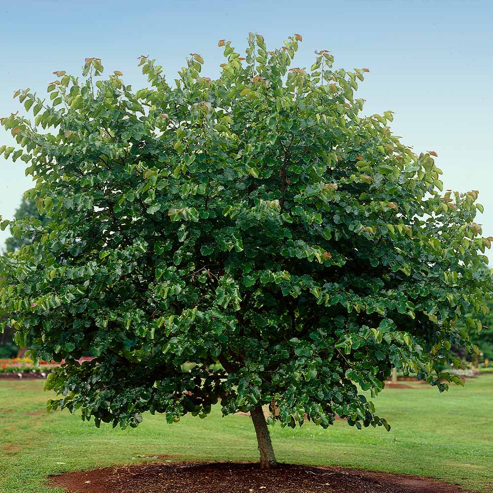 Oklahoma Redbud Tree - Image 5