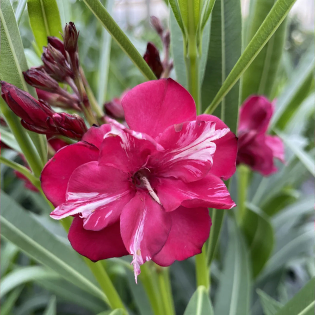 ¡OLÉ!® Bicolor Red Oleander Shrub - Image 2