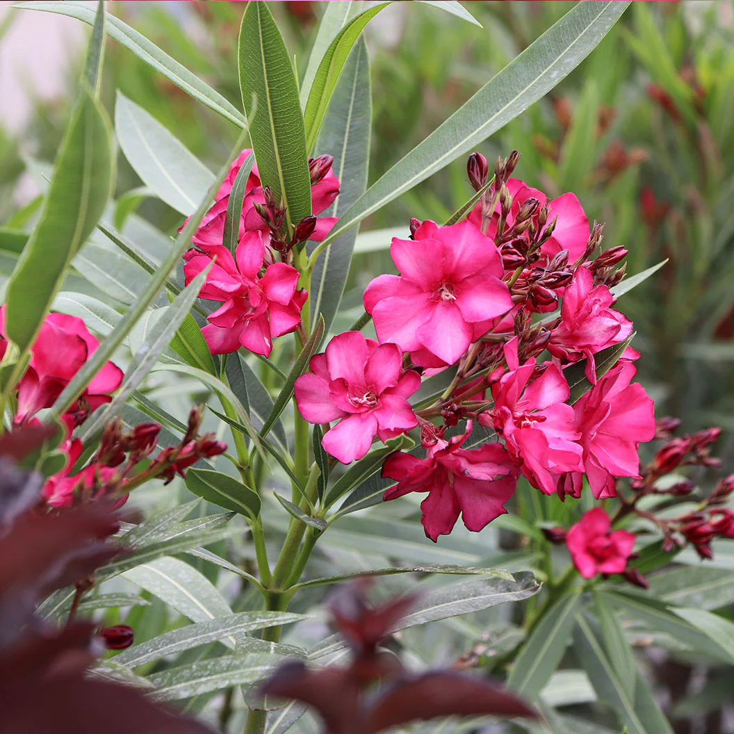 ¡OLÉ!® Bicolor Red Oleander Shrub - Image 3