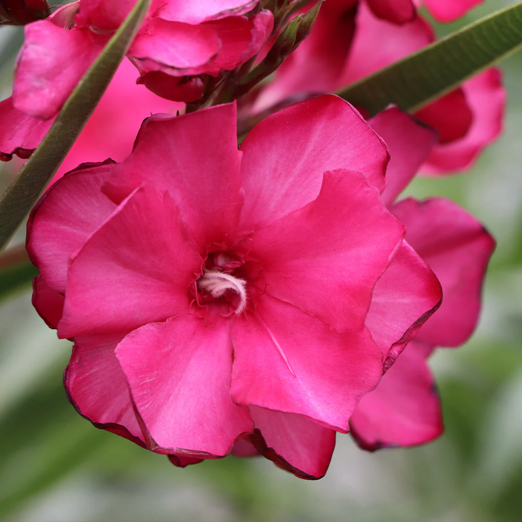 ¡OLÉ!® Bicolor Red Oleander Shrub - Image 4
