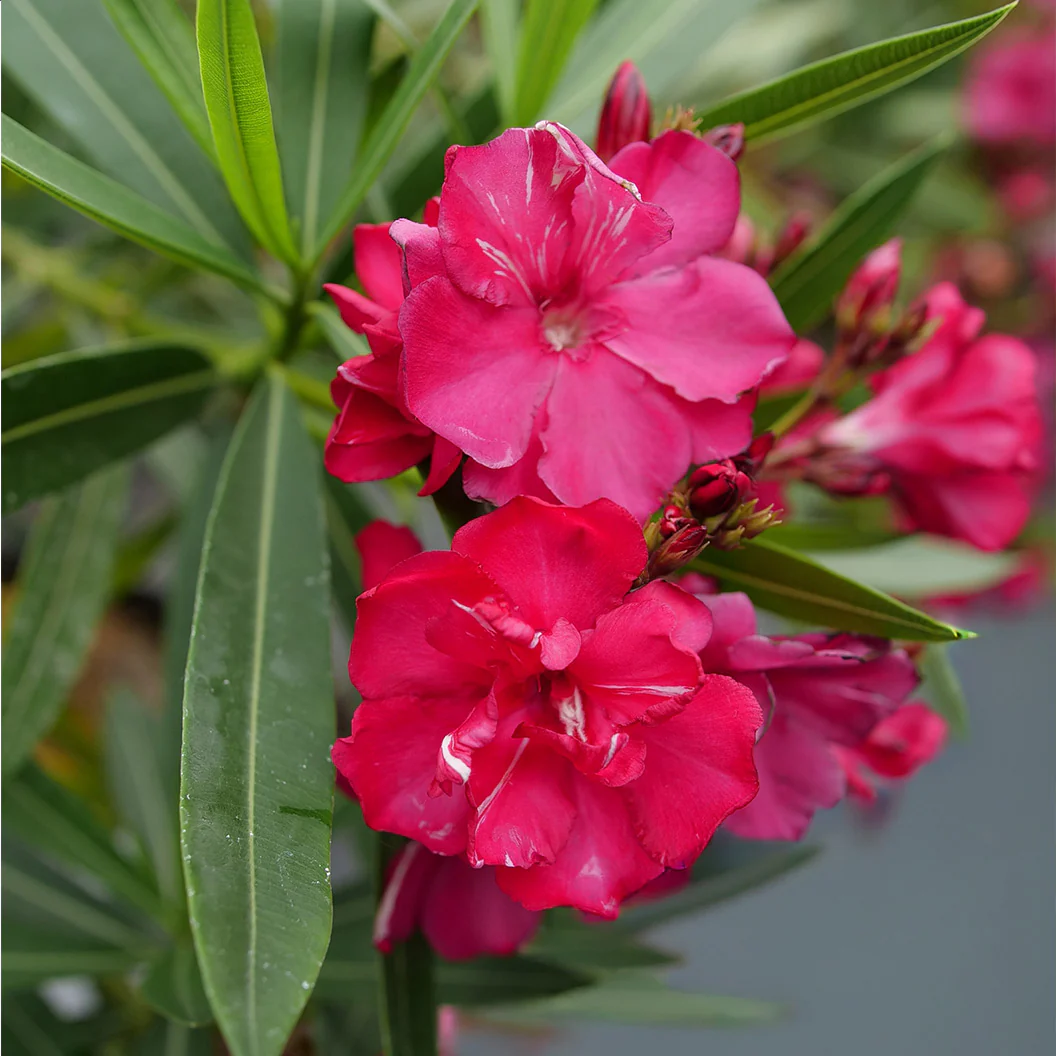 ¡OLÉ!® Bicolor Red Oleander Shrub - Image 5