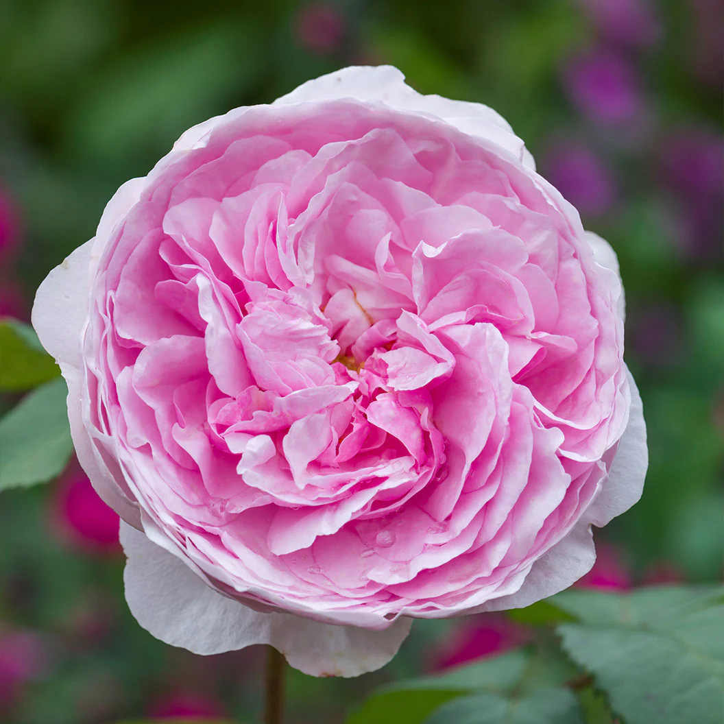 David Austin® Olivia Rose Austin® Rose Bush - Image 2