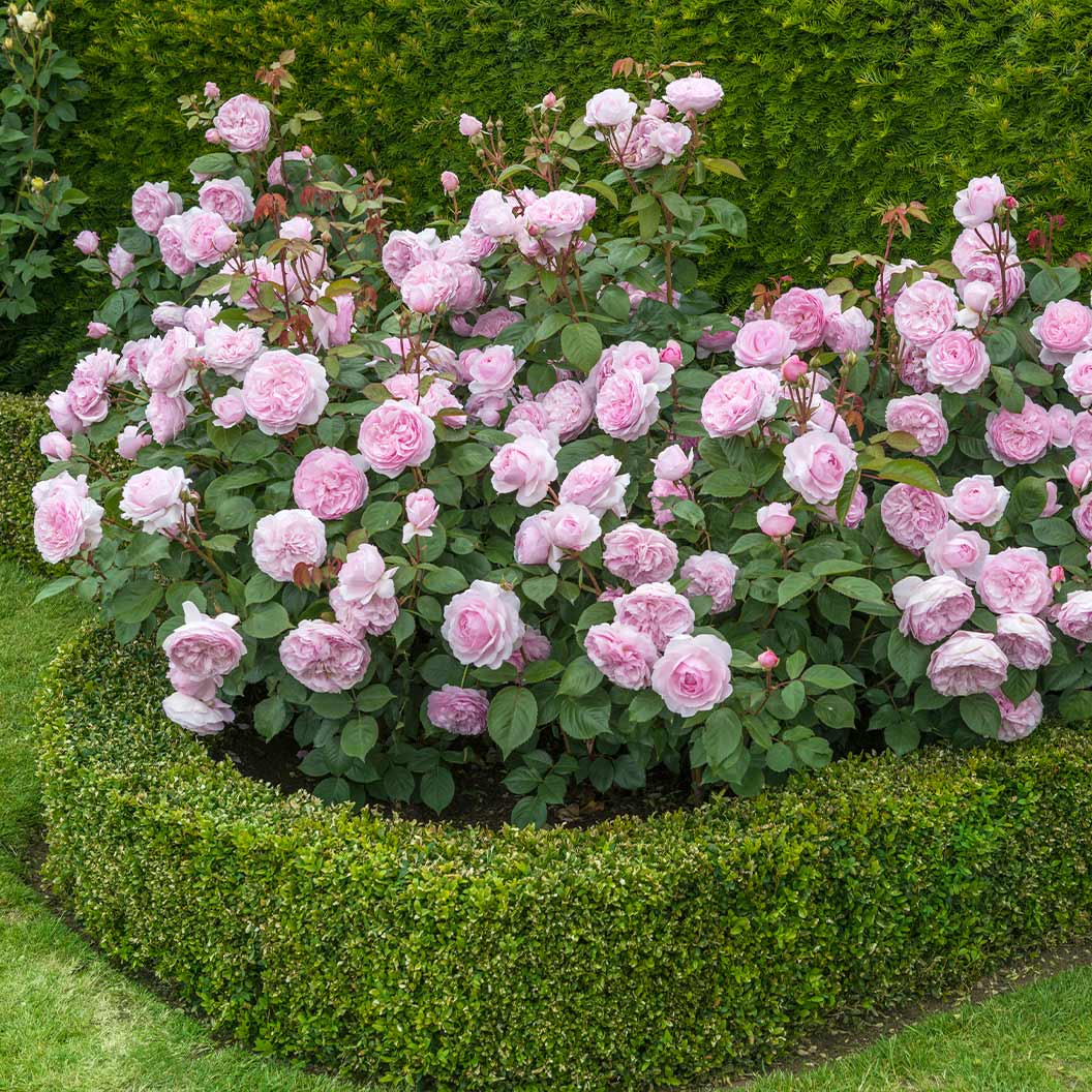David Austin® Olivia Rose Austin® Rose Bush - Image 3