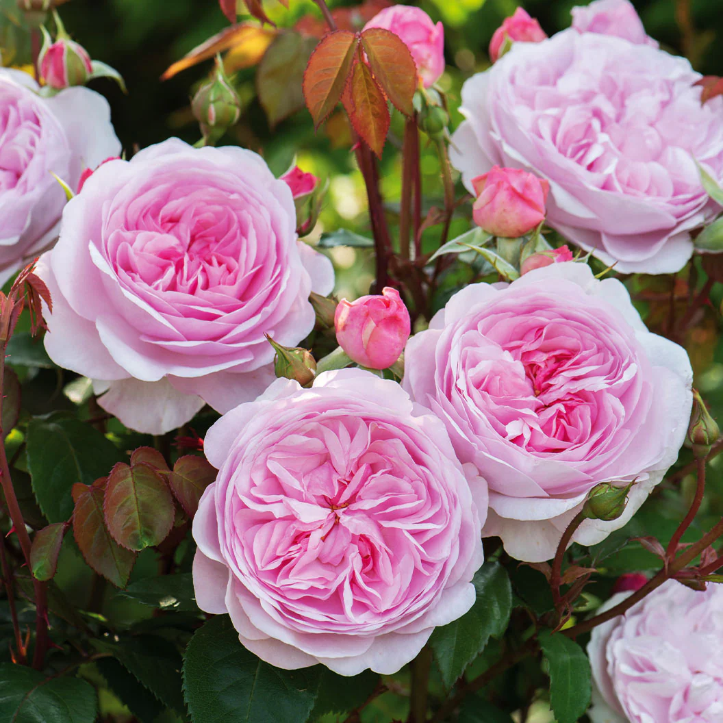 David Austin® Olivia Rose Austin® Rose Bush - Image 4