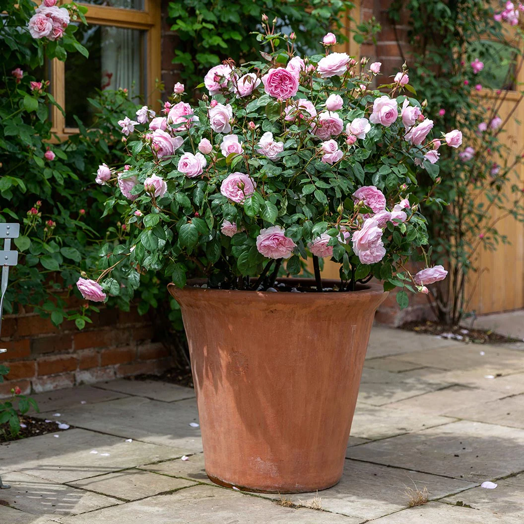 David Austin® Olivia Rose Austin® Rose Bush - Image 5