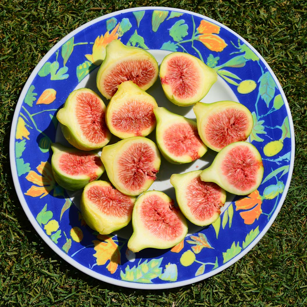 Olympian Fig Tree - Image 3