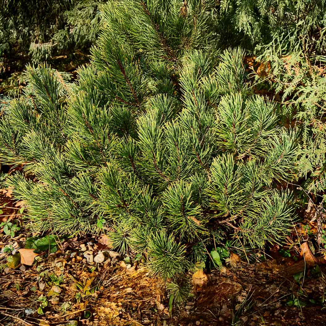 Ophir Mugo Pine Shrub - Image 2