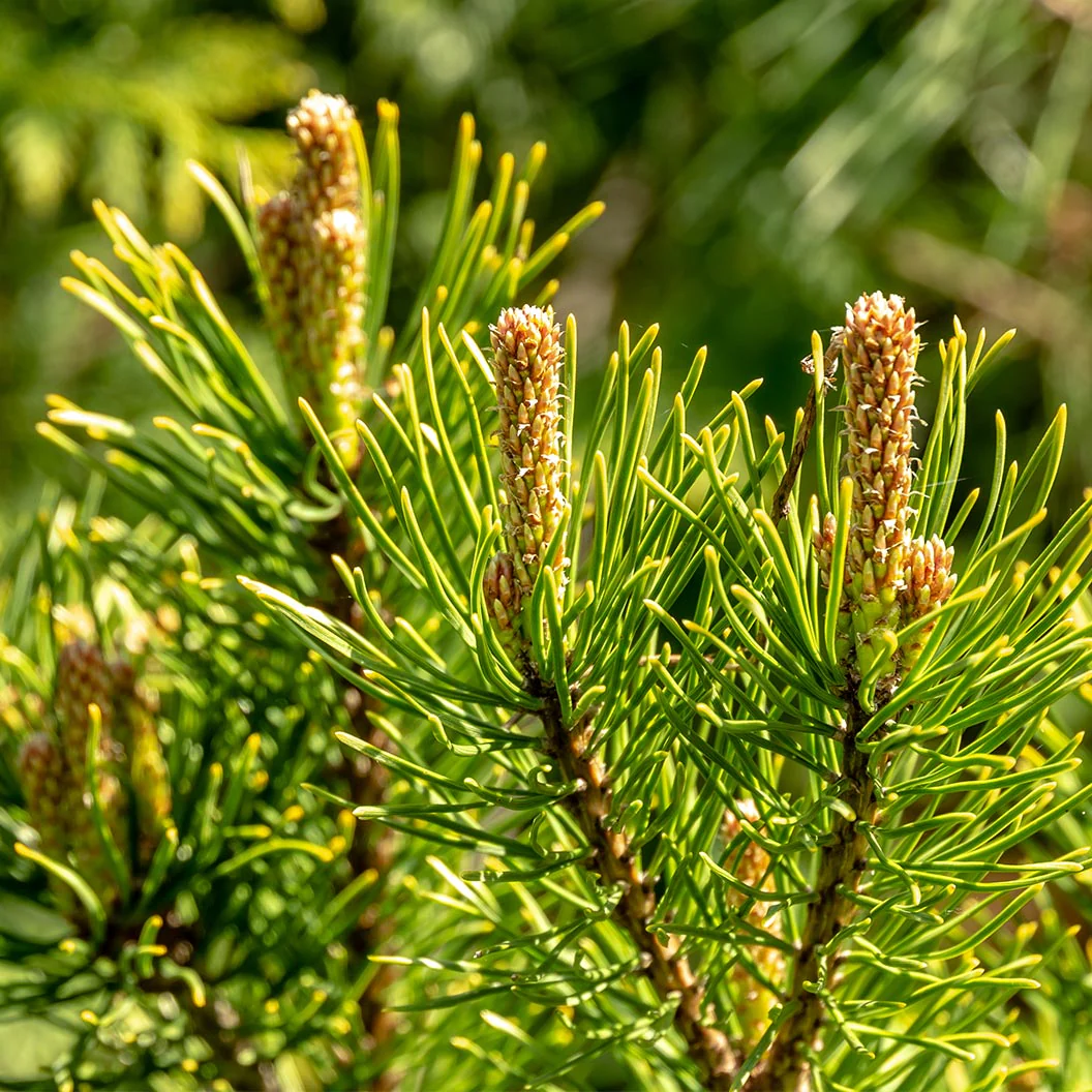 Ophir Mugo Pine Shrub - Image 3