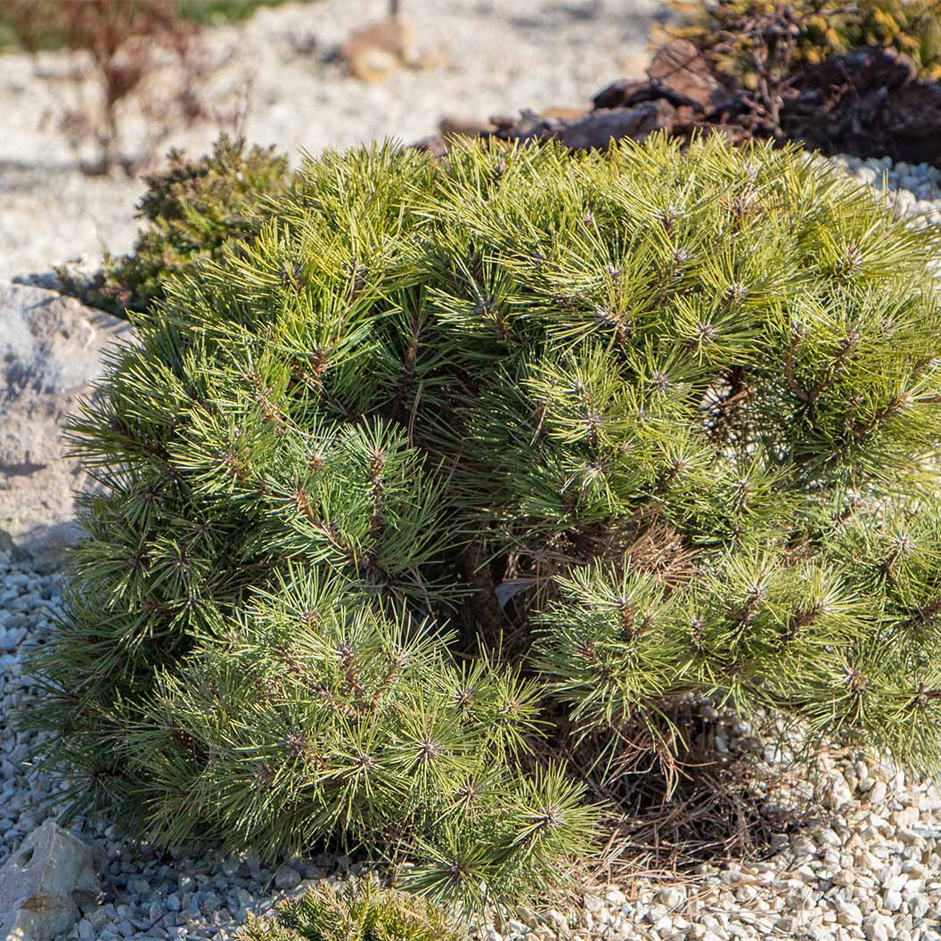 Ophir Mugo Pine Shrub - Image 4