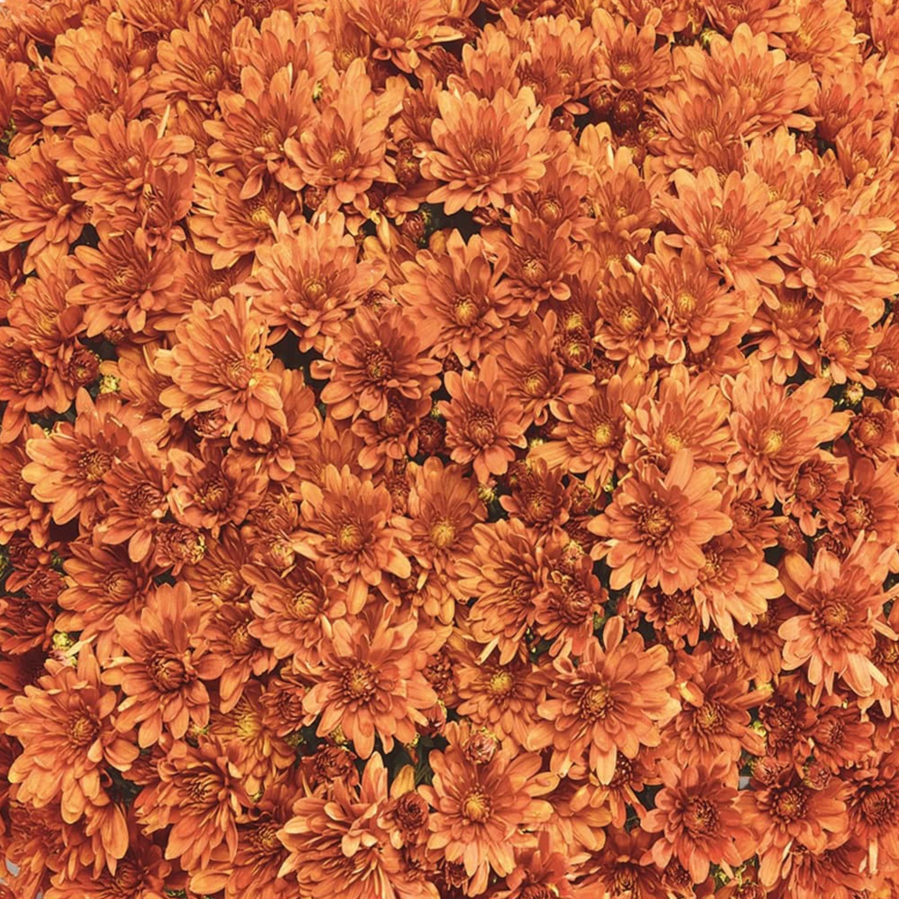 Orange Belgian Mums® - Image 10