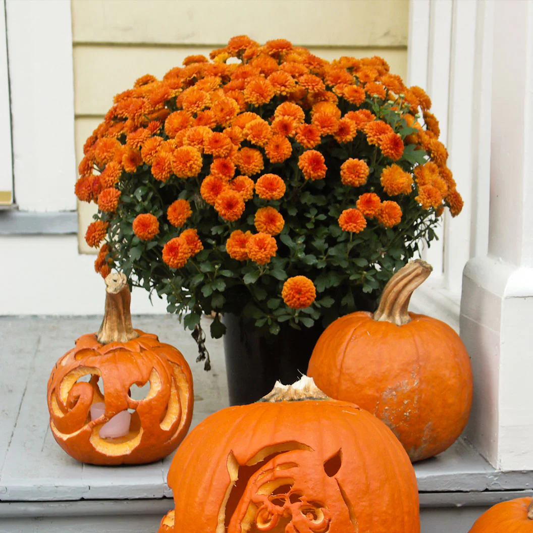 Orange Belgian Mums® - Image 2