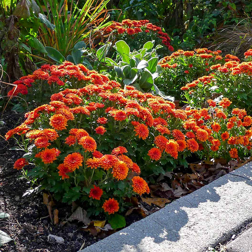Orange Belgian Mums® - Image 3