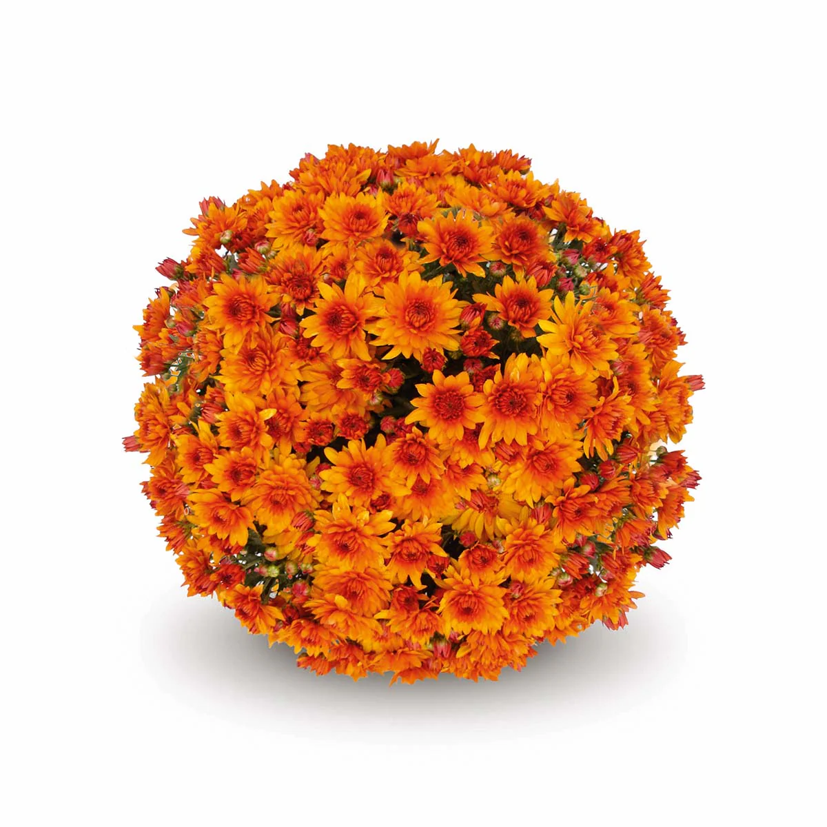 Orange Belgian Mums® - Image 4