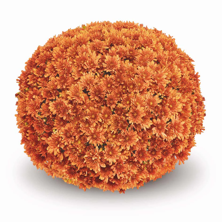 Orange Belgian Mums® - Image 5
