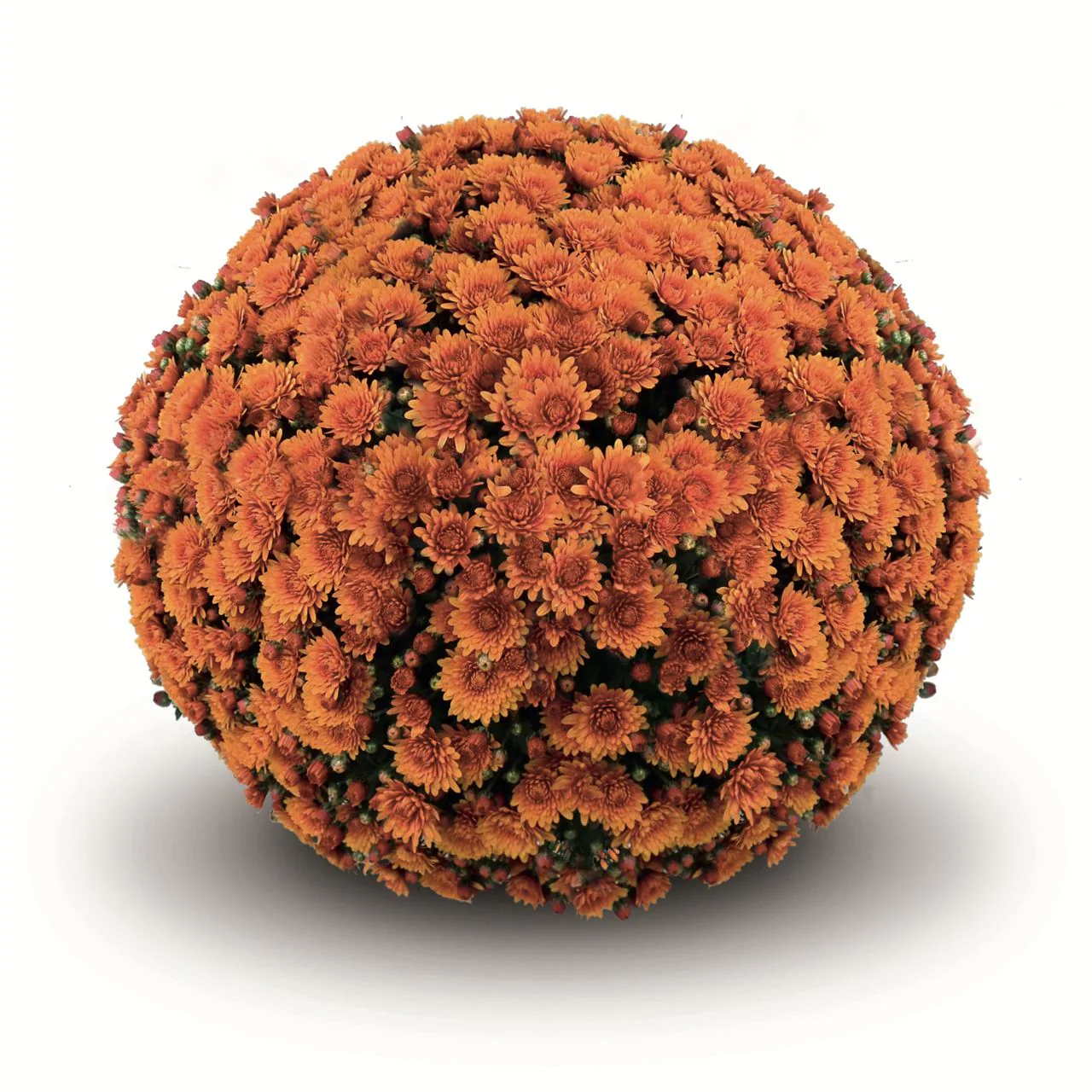 Orange Belgian Mums® - Image 6