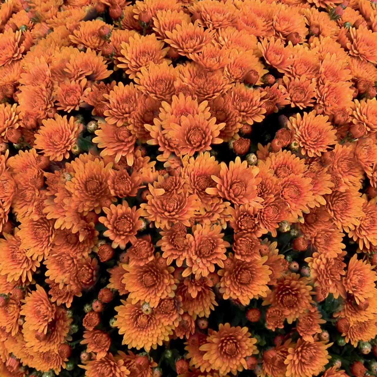 Orange Belgian Mums® - Image 7