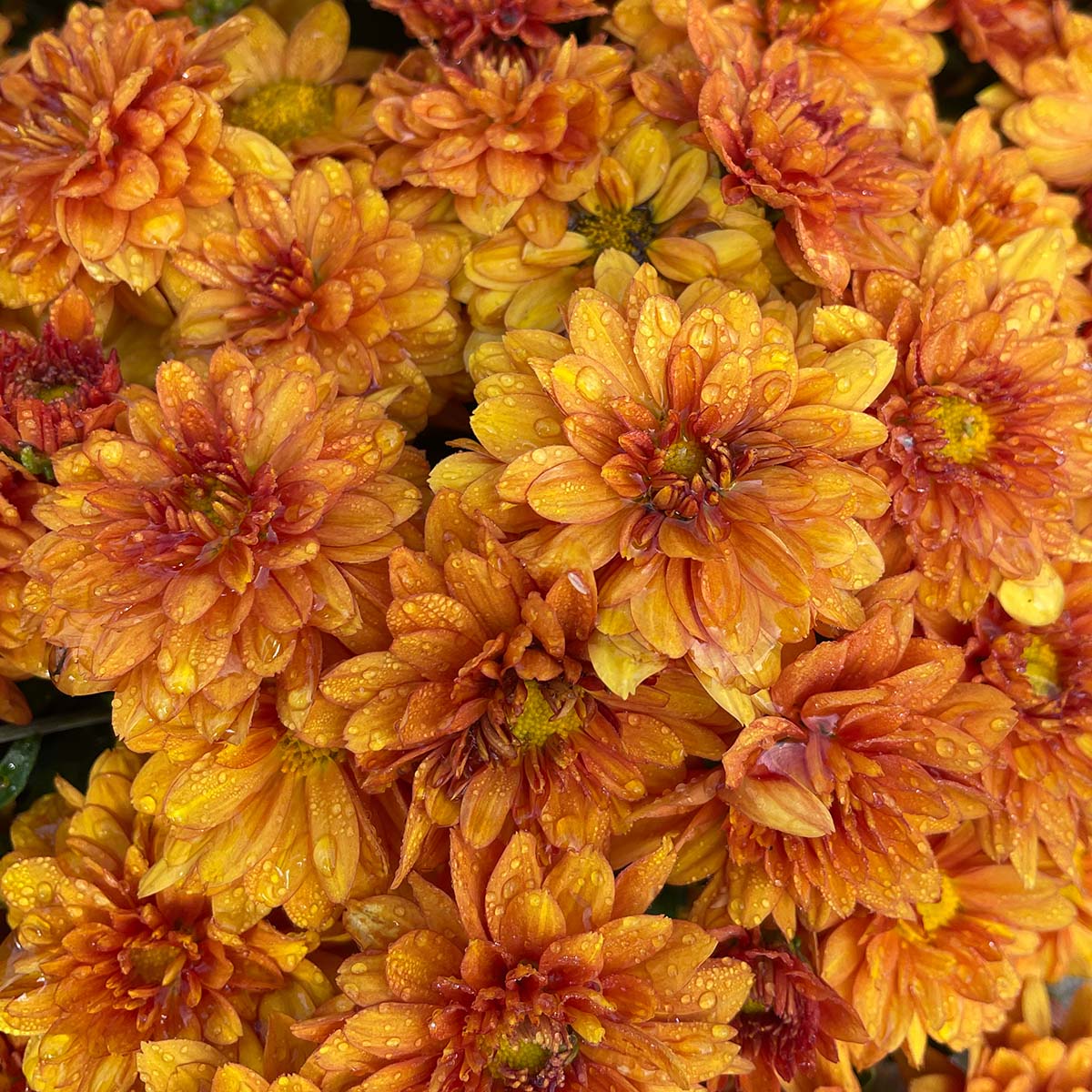 Orange Belgian Mums® - Image 8