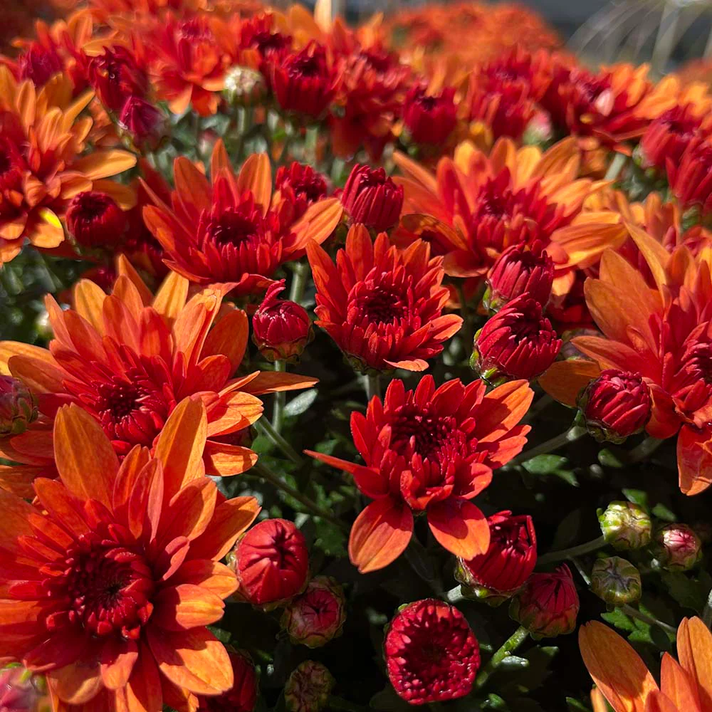 Orange Belgian Mums® - Image 9