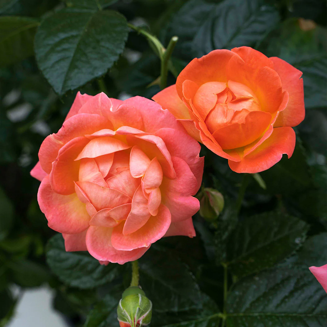 Orange Glow Knock Out® Rose - Image 2