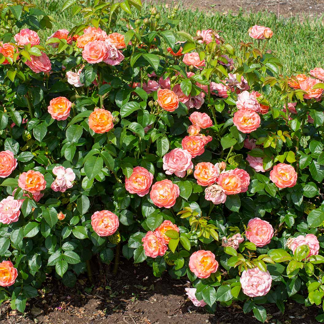 Orange Glow Knock Out® Rose - Image 3