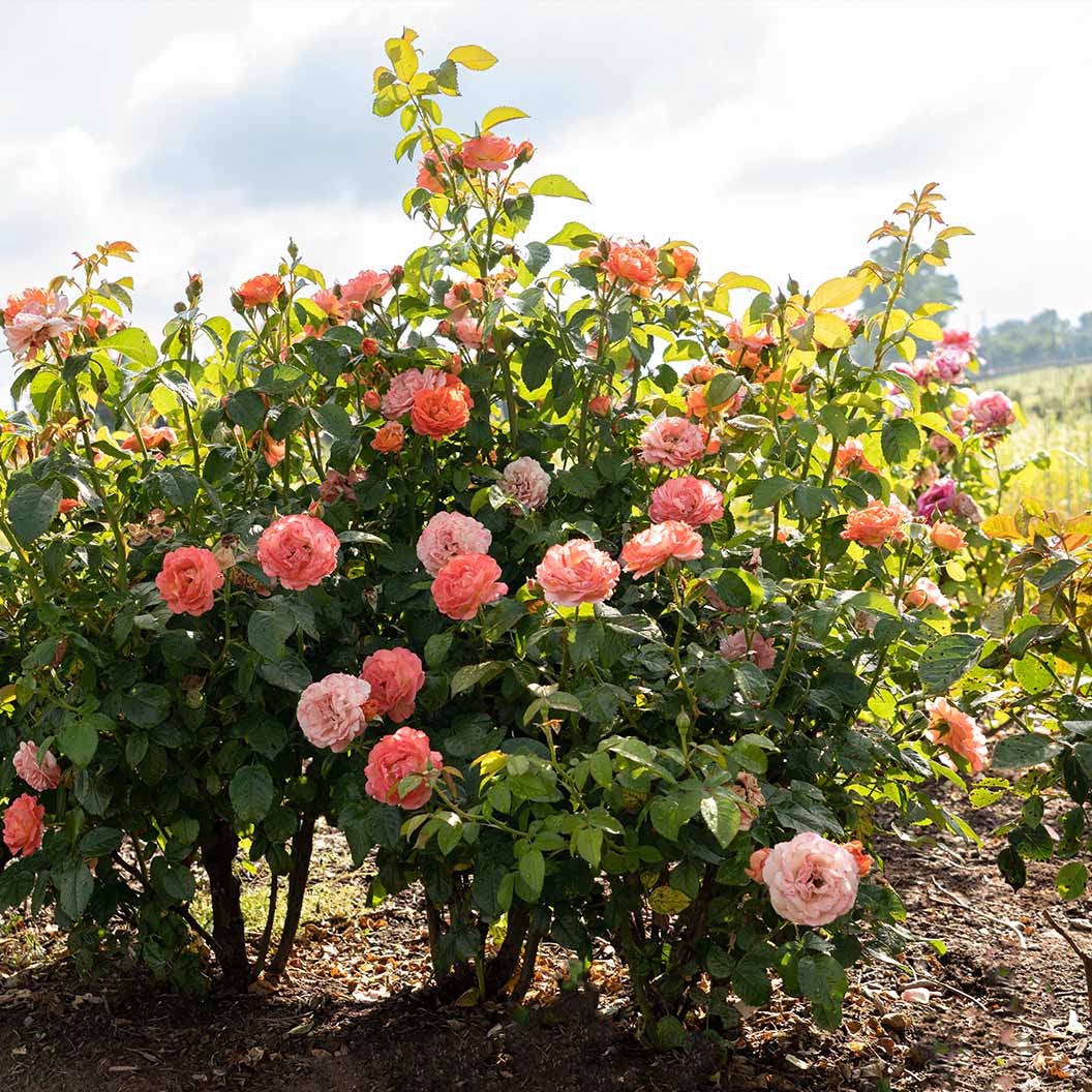 Orange Glow Knock Out® Rose - Image 4