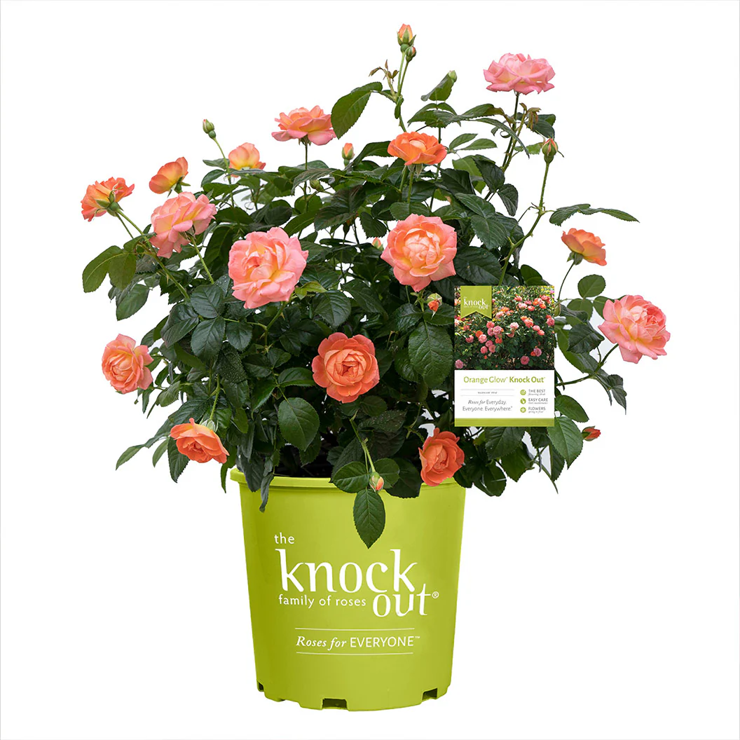 Orange Glow Knock Out® Rose - Image 5