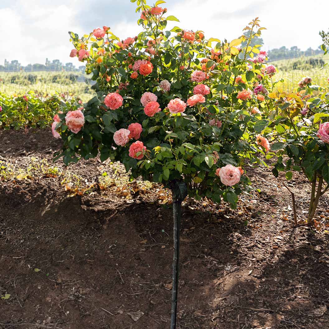 Orange Glow™ Knock Out® Rose Tree - Image 2