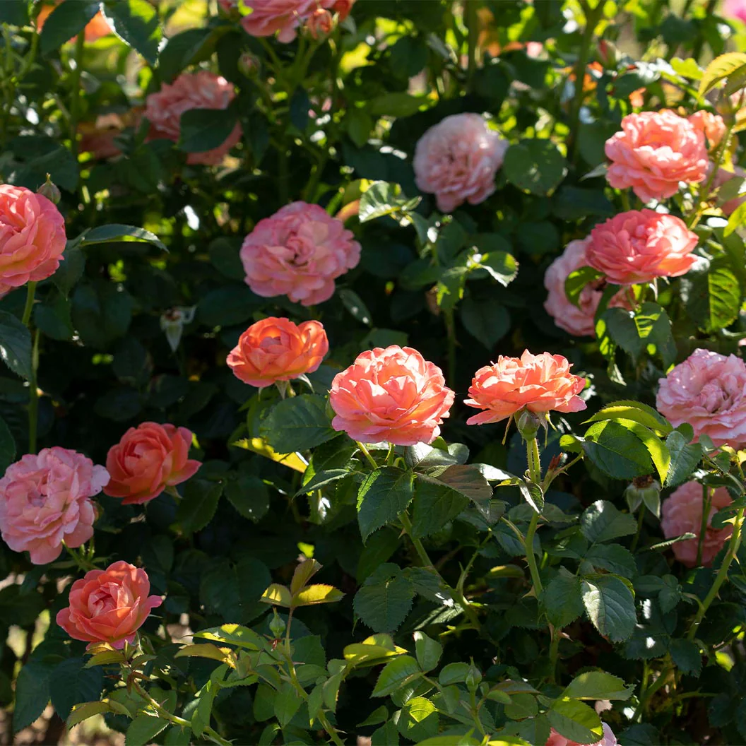 Orange Glow™ Knock Out® Rose Tree - Image 3