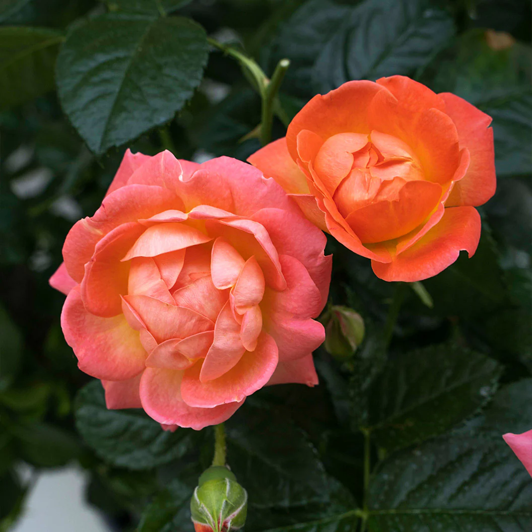 Orange Glow™ Knock Out® Rose Tree - Image 4