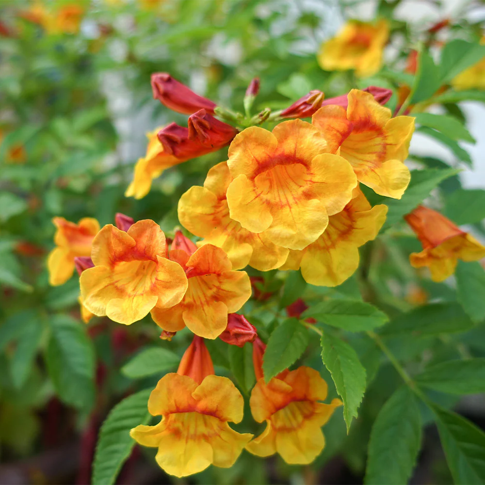 Orange Jubilee Tecoma Plant - Image 2