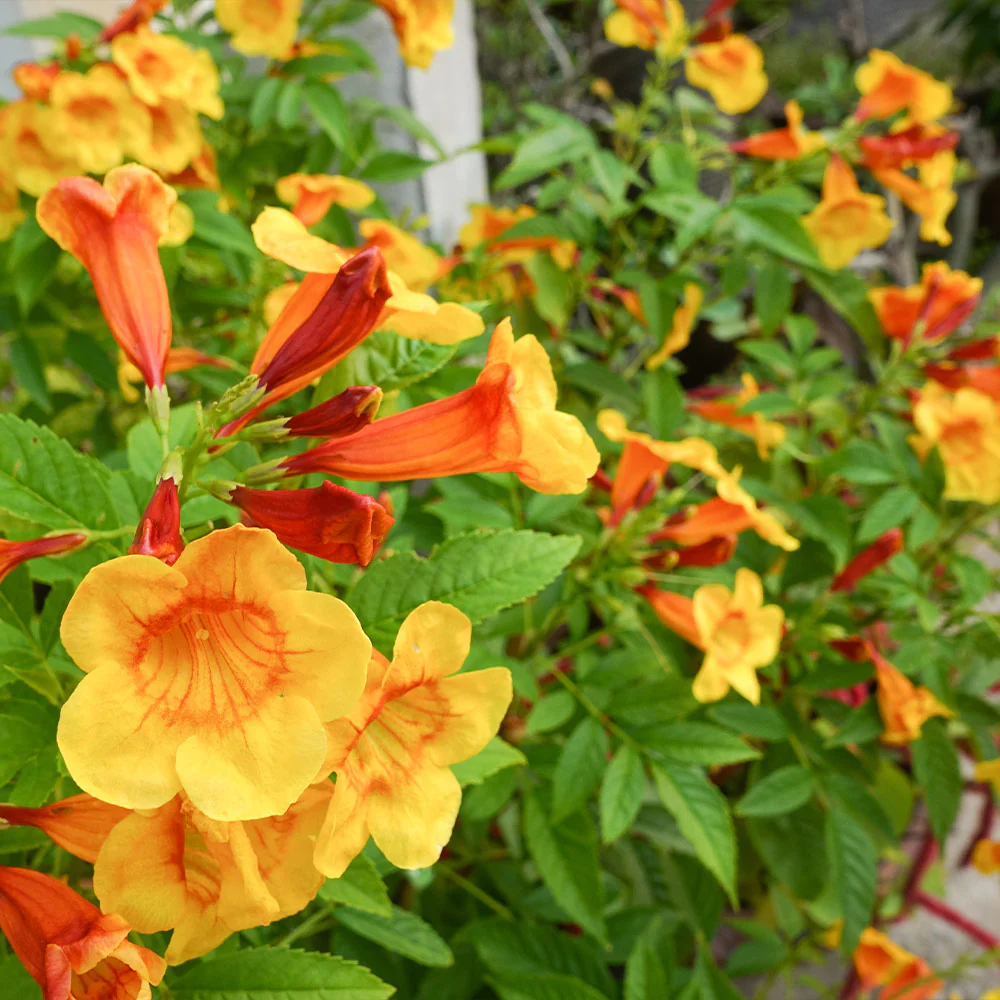 Orange Jubilee Tecoma Plant - Image 3