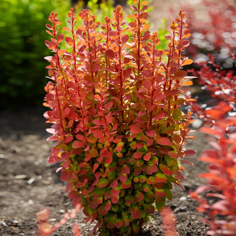 Southern Living® Orange Rocket Barberry Shrub - Image 3