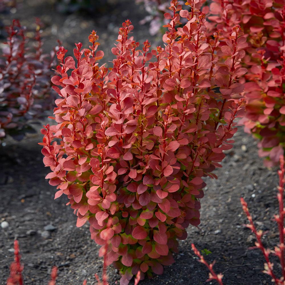 Southern Living® Orange Rocket Barberry Shrub - Image 4