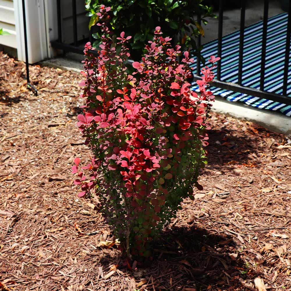 Southern Living® Orange Rocket Barberry Shrub - Image 5
