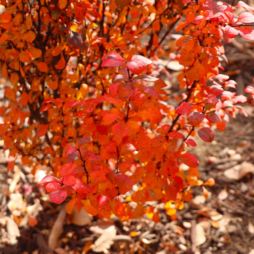 Southern Living® Orange Rocket Barberry Shrub - Image 6