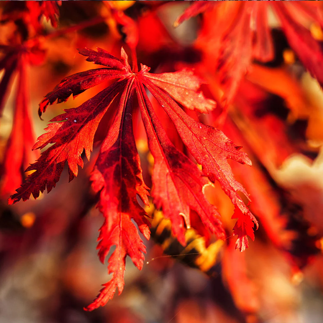 Orangeola Weeping Japanese Maple Tree - Image 2