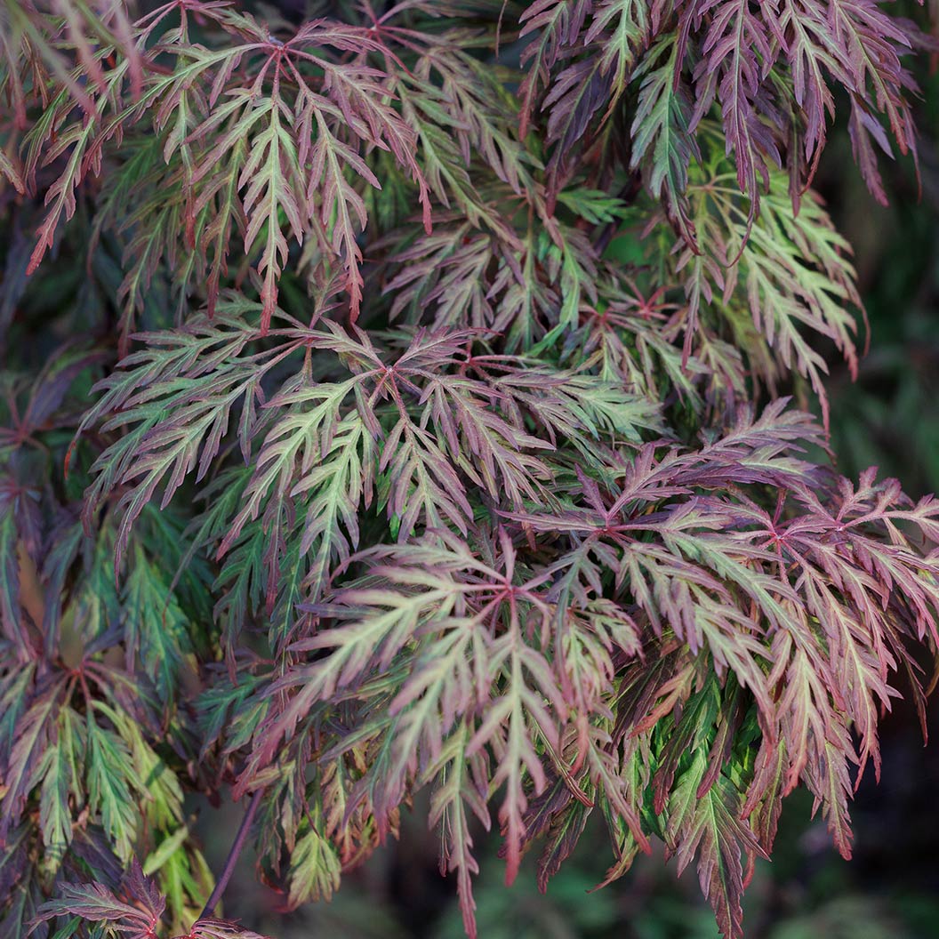 Orangeola Weeping Japanese Maple Tree - Image 3
