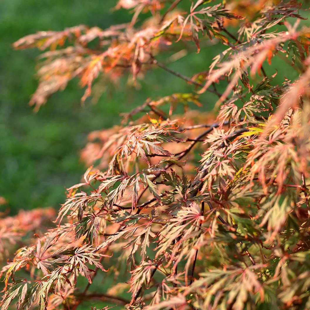 Orangeola Weeping Japanese Maple Tree - Image 4