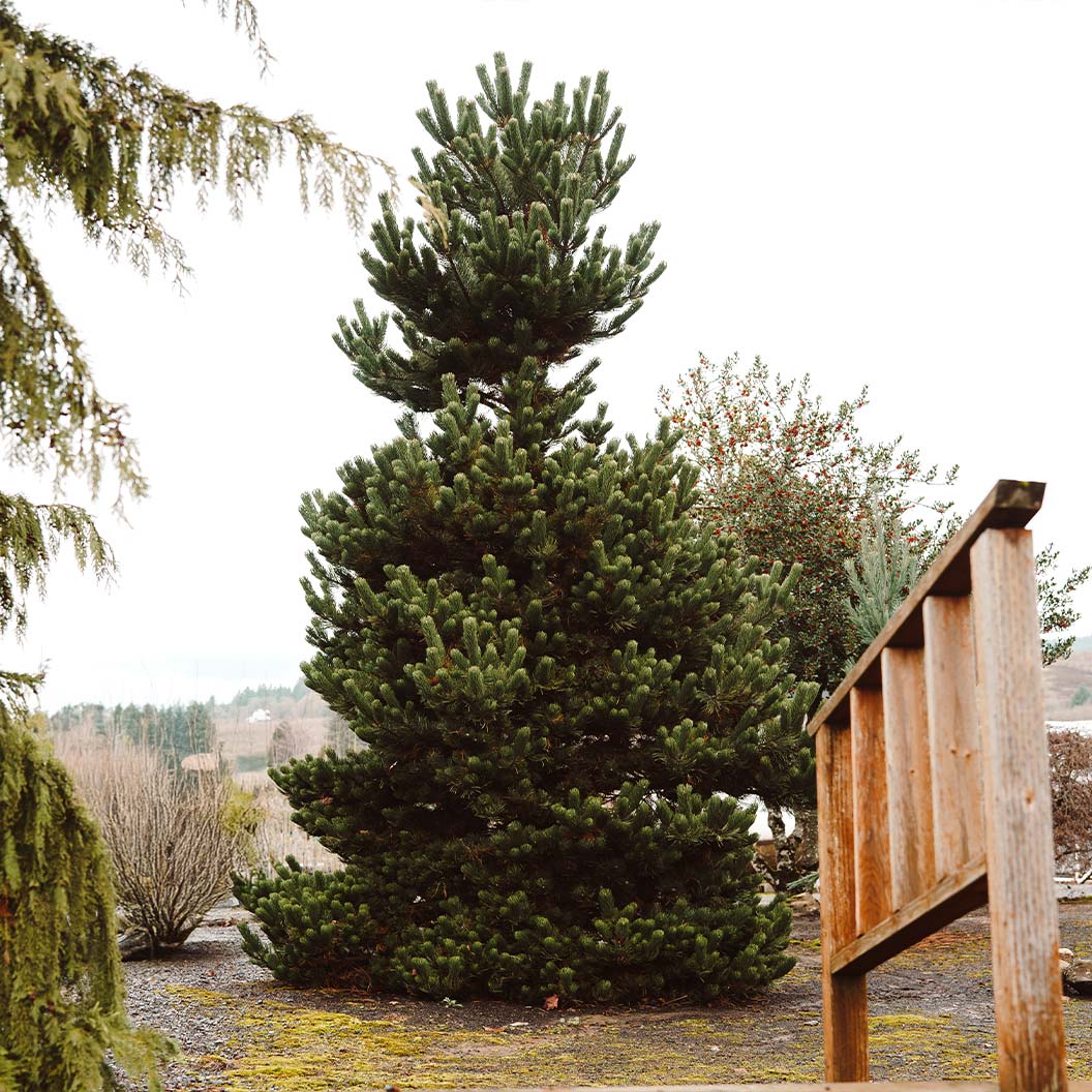 Oregon Green Austrian Pine - Image 2