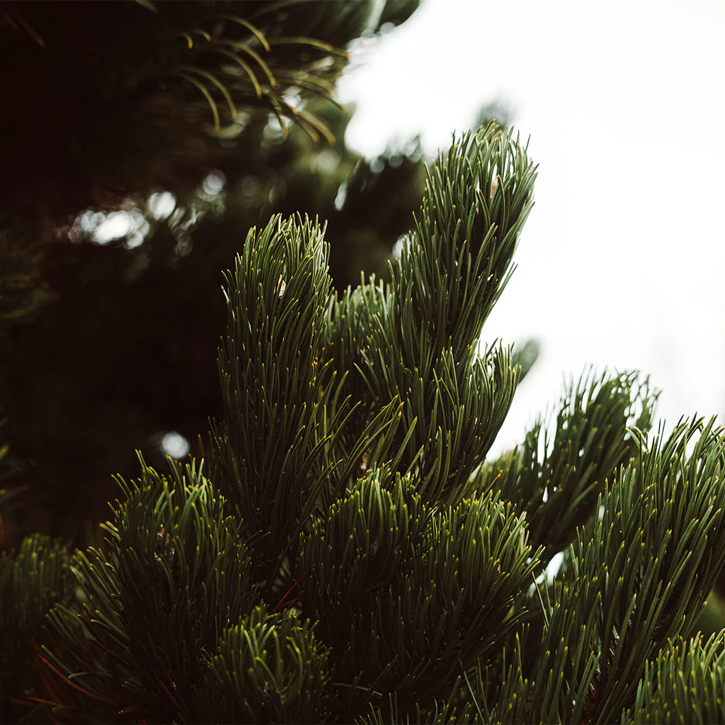 Oregon Green Austrian Pine - Image 3