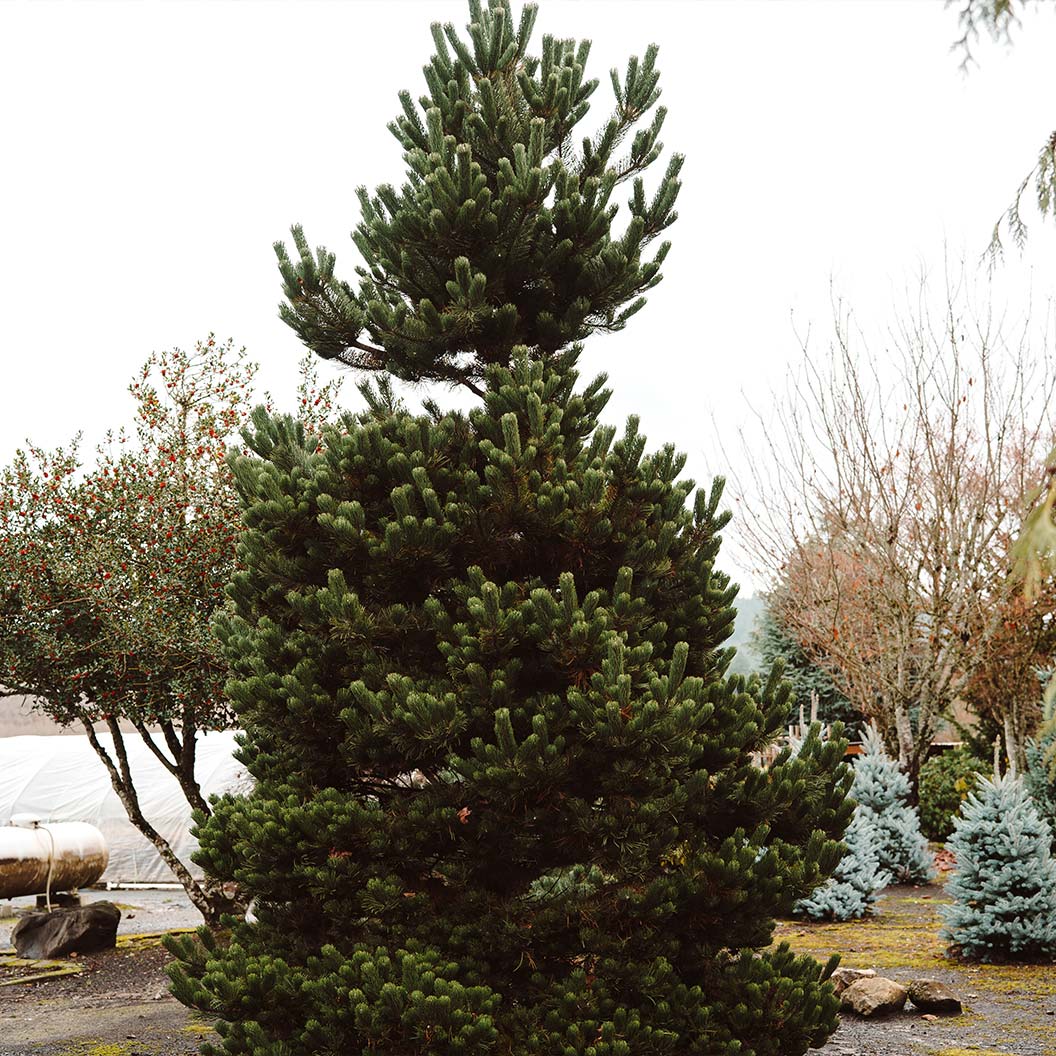 Oregon Green Austrian Pine - Image 4